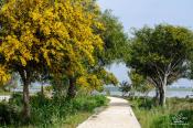 Кіпр цвітіння мімози. Автомандрівка з Шалені Мандри
