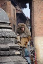 Трекінг в Непалі. Лангтанг та Хеламбу. Катманду. Сваямбунатх