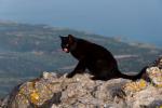 Чорна кішка. Замок Кантара. Північний Кіпр. Пішохідний похід