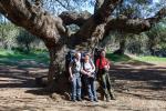 Столетний дуб. Полуостров. Акамас. Пешеходный поход по Кипру